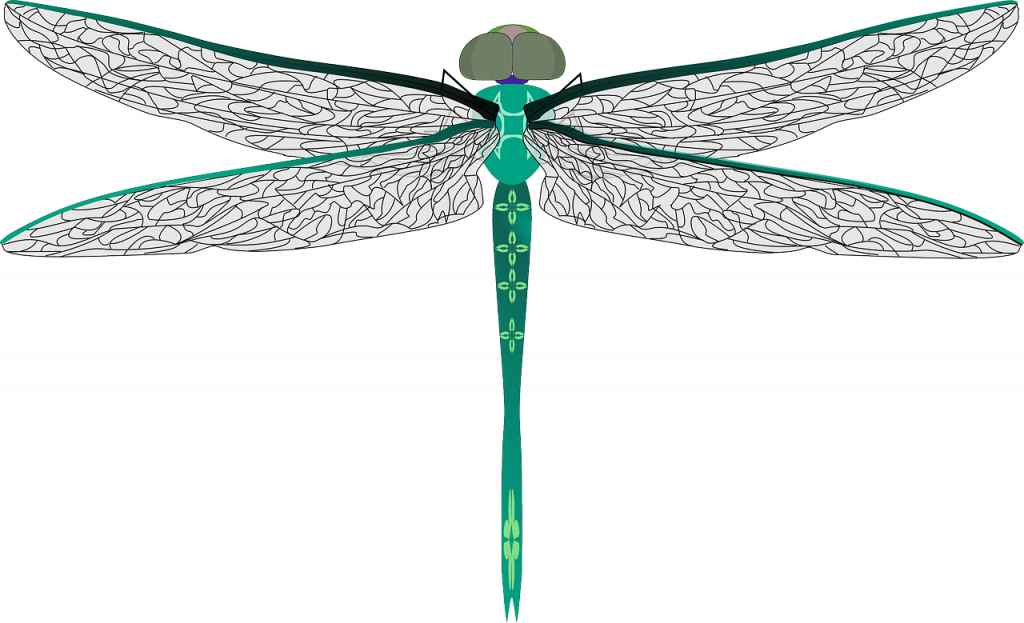 dessin de libellule dans les tons vert d'eau