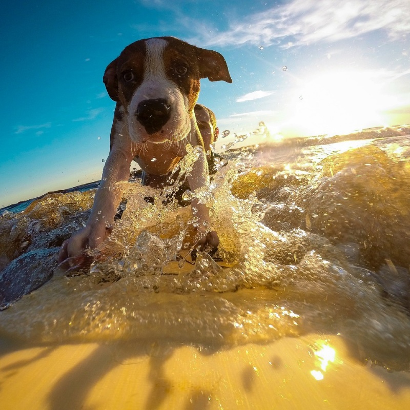 chien sur une planche de surf